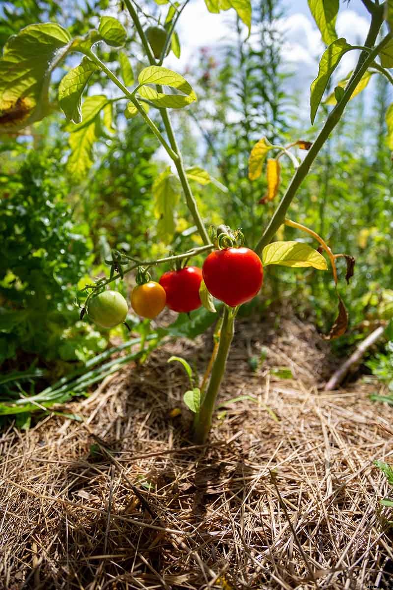 How to Plant and Grow Tomatoes in Clay Soil