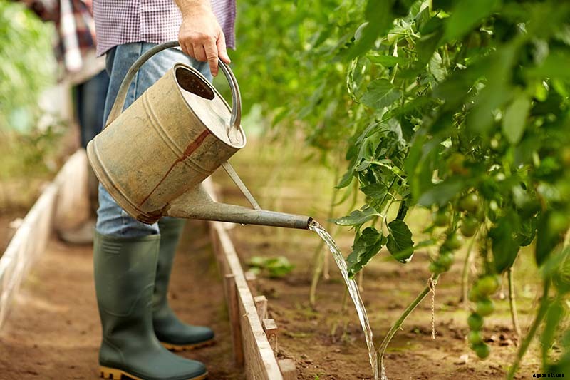How to Plant and Grow Tomatoes in Clay Soil