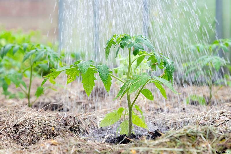 How to Plant and Grow Tomatoes in Clay Soil