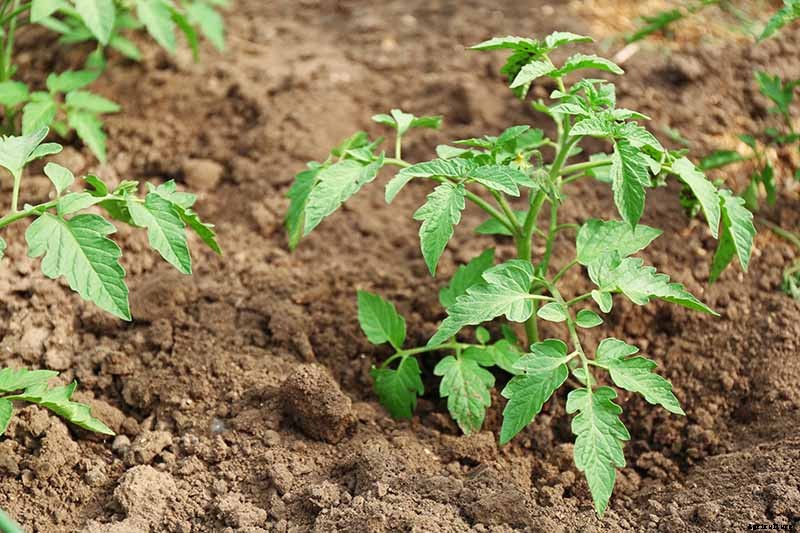 How to Plant and Grow Tomatoes in Clay Soil