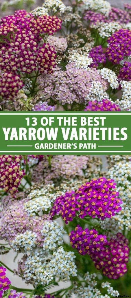 13 Hardy Yarrow Cultivars to Turn Barren Spaces into Beautiful Areas of the Garden