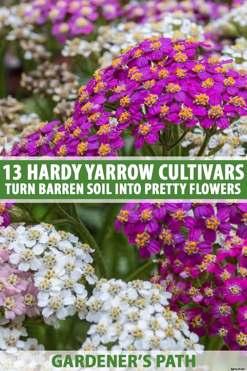 13 Hardy Yarrow Cultivars to Turn Barren Spaces into Beautiful Areas of the Garden