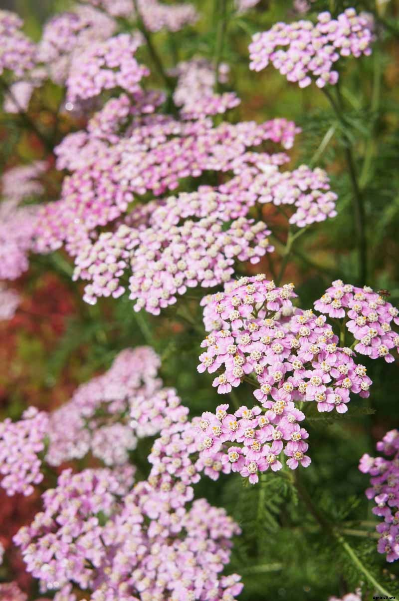 13 Hardy Yarrow Cultivars to Turn Barren Spaces into Beautiful Areas of the Garden