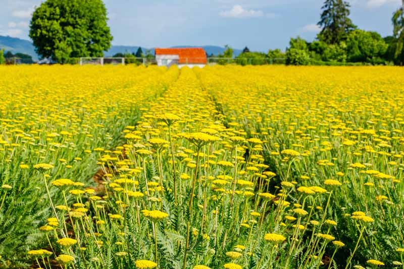 13 Hardy Yarrow Cultivars to Turn Barren Spaces into Beautiful Areas of the Garden