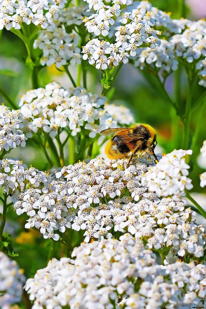 13 Hardy Yarrow Cultivars to Turn Barren Spaces into Beautiful Areas of the Garden