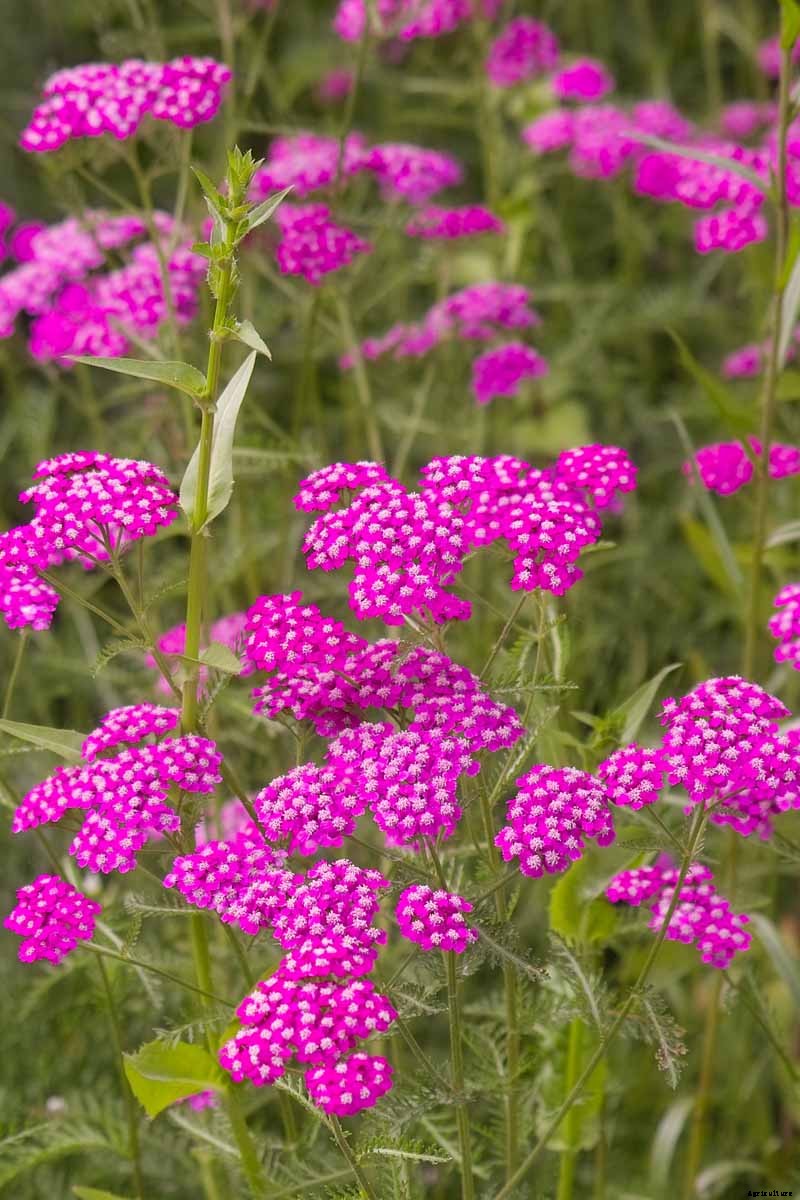 13 Hardy Yarrow Cultivars to Turn Barren Spaces into Beautiful Areas of the Garden