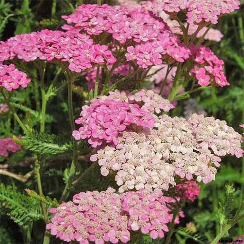 13 Hardy Yarrow Cultivars to Turn Barren Spaces into Beautiful Areas of the Garden