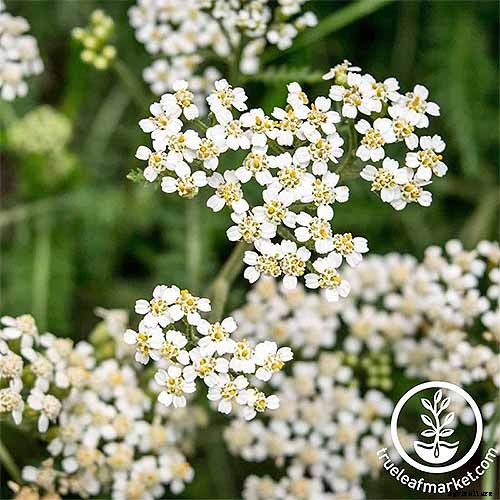 13 Hardy Yarrow Cultivars to Turn Barren Spaces into Beautiful Areas of the Garden