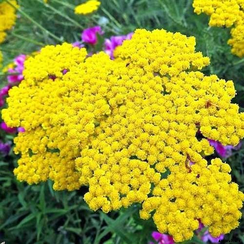 13 Hardy Yarrow Cultivars to Turn Barren Spaces into Beautiful Areas of the Garden