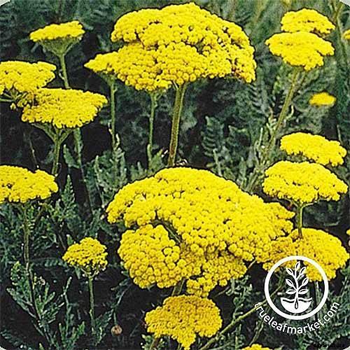 13 Hardy Yarrow Cultivars to Turn Barren Spaces into Beautiful Areas of the Garden