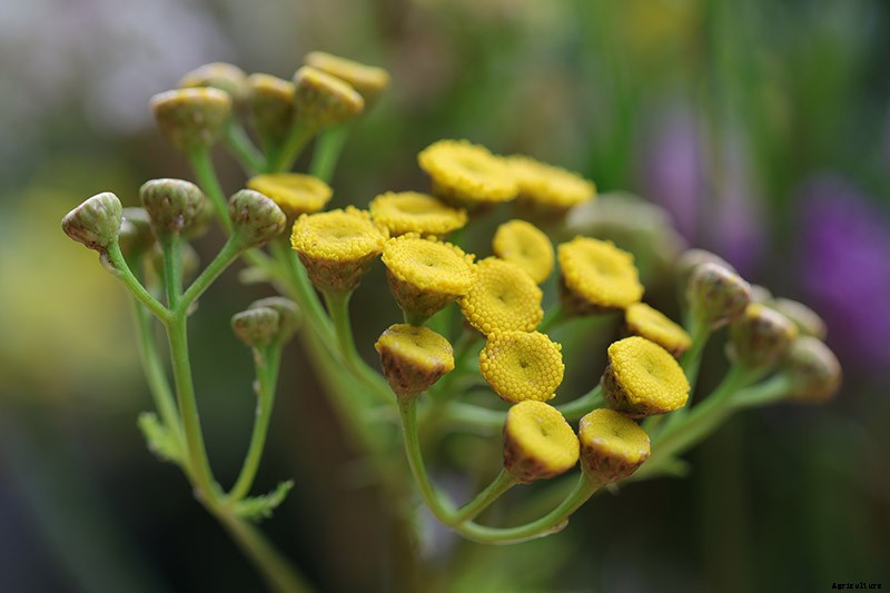 13 Hardy Yarrow Cultivars to Turn Barren Spaces into Beautiful Areas of the Garden