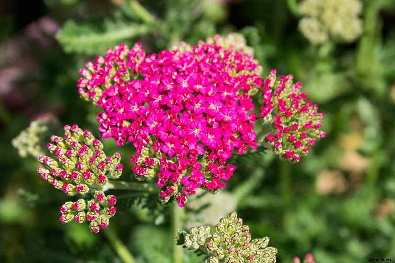 13 Hardy Yarrow Cultivars to Turn Barren Spaces into Beautiful Areas of the Garden