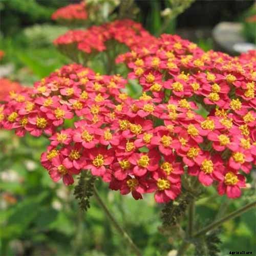 13 Hardy Yarrow Cultivars to Turn Barren Spaces into Beautiful Areas of the Garden