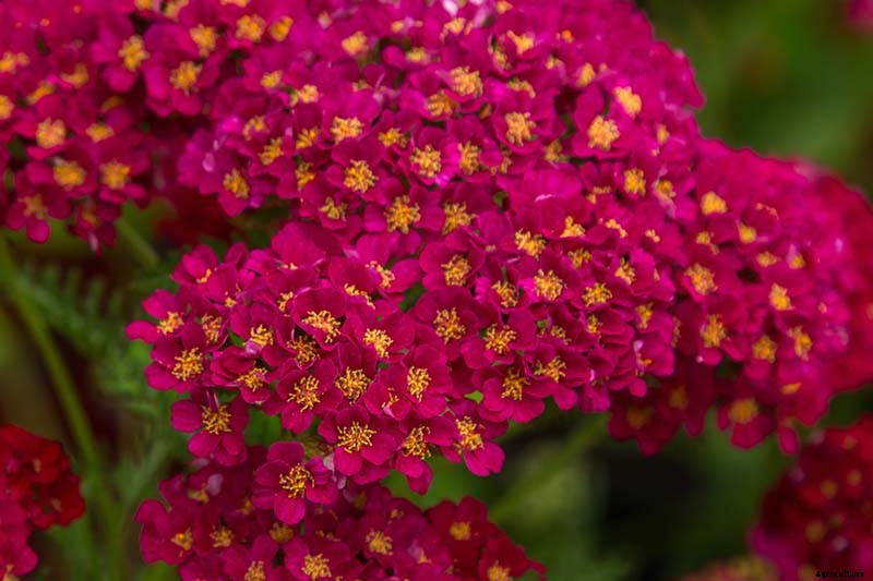 13 Hardy Yarrow Cultivars to Turn Barren Spaces into Beautiful Areas of the Garden