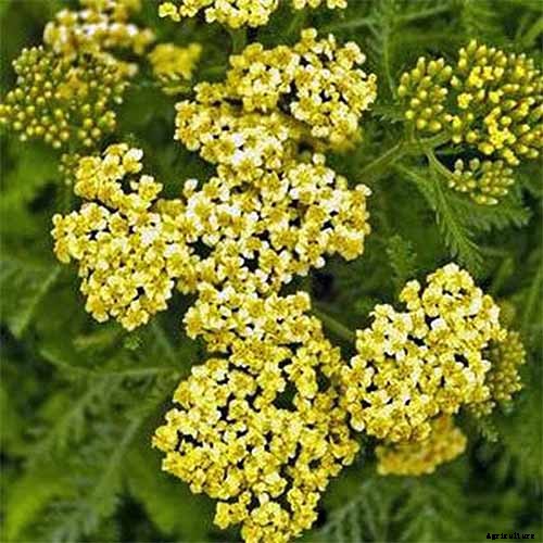13 Hardy Yarrow Cultivars to Turn Barren Spaces into Beautiful Areas of the Garden
