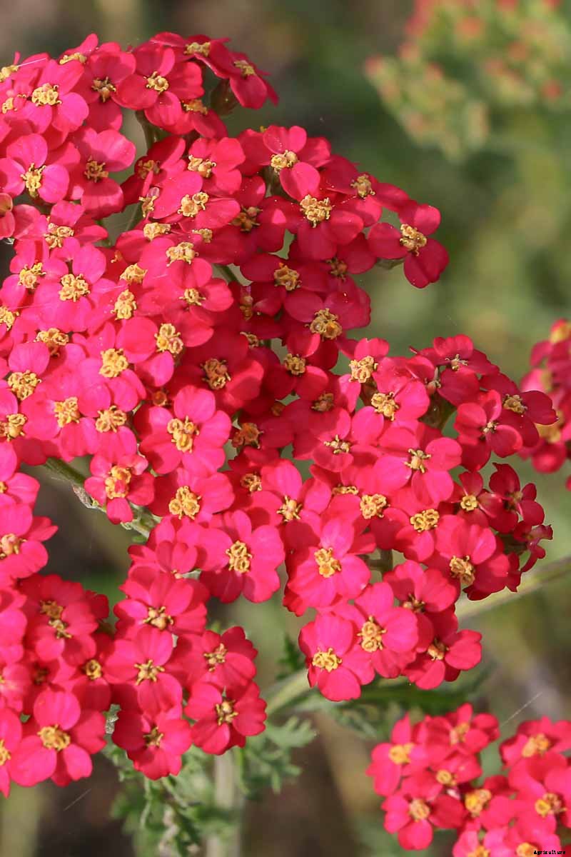 13 Hardy Yarrow Cultivars to Turn Barren Spaces into Beautiful Areas of the Garden