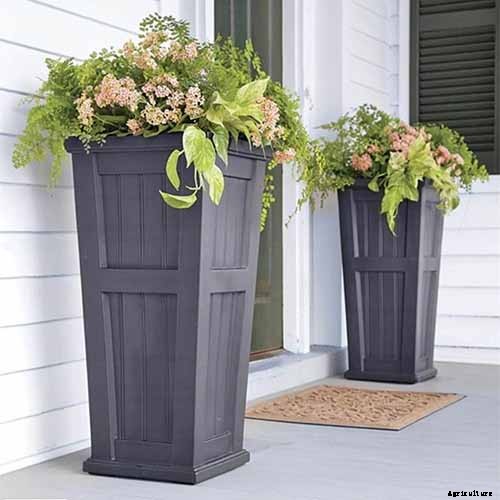 13 Hardy Yarrow Cultivars to Turn Barren Spaces into Beautiful Areas of the Garden