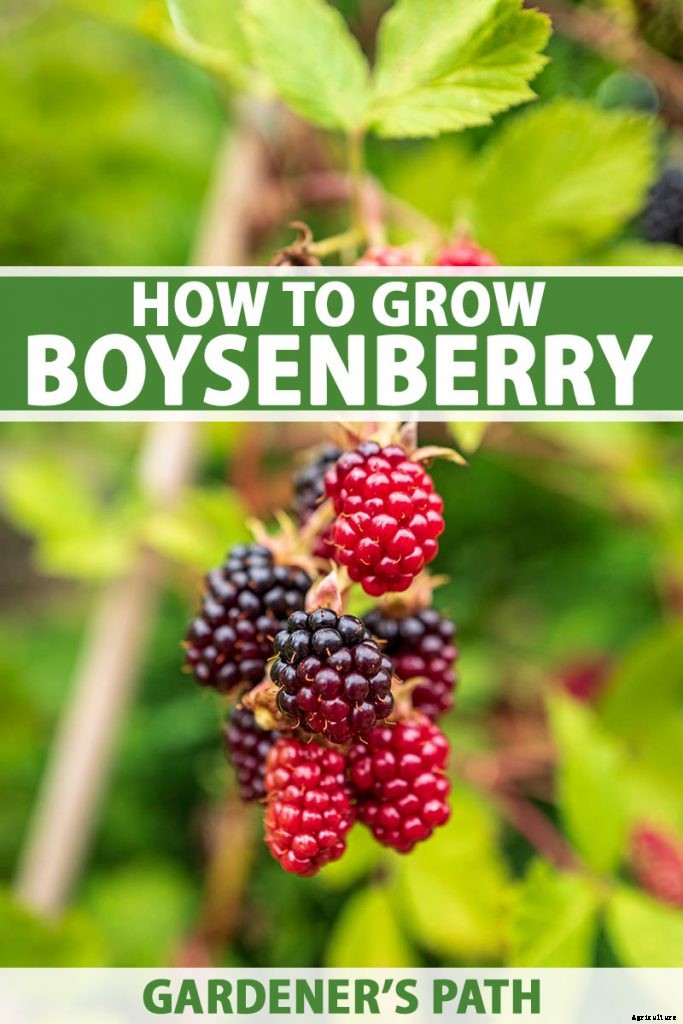 How to Grow and Care for Boysenberry Bushes