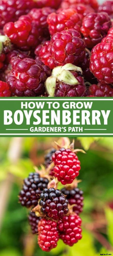 How to Grow and Care for Boysenberry Bushes