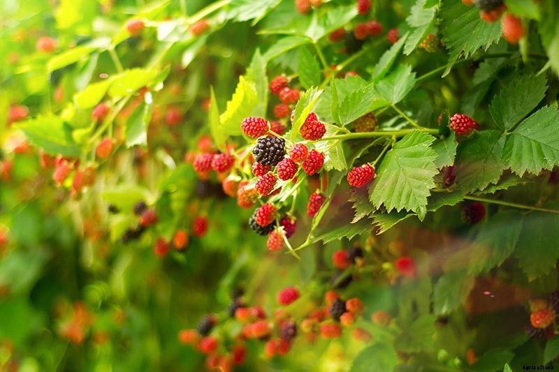 How to Grow and Care for Boysenberry Bushes