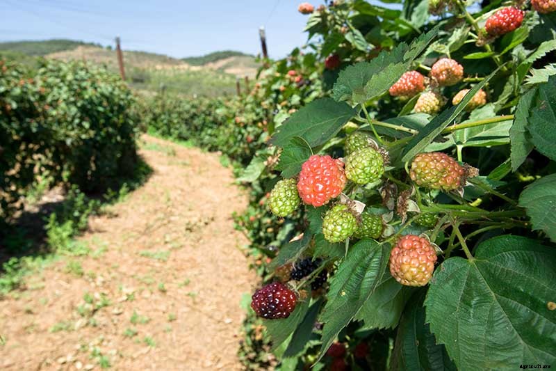 How to Grow and Care for Boysenberry Bushes