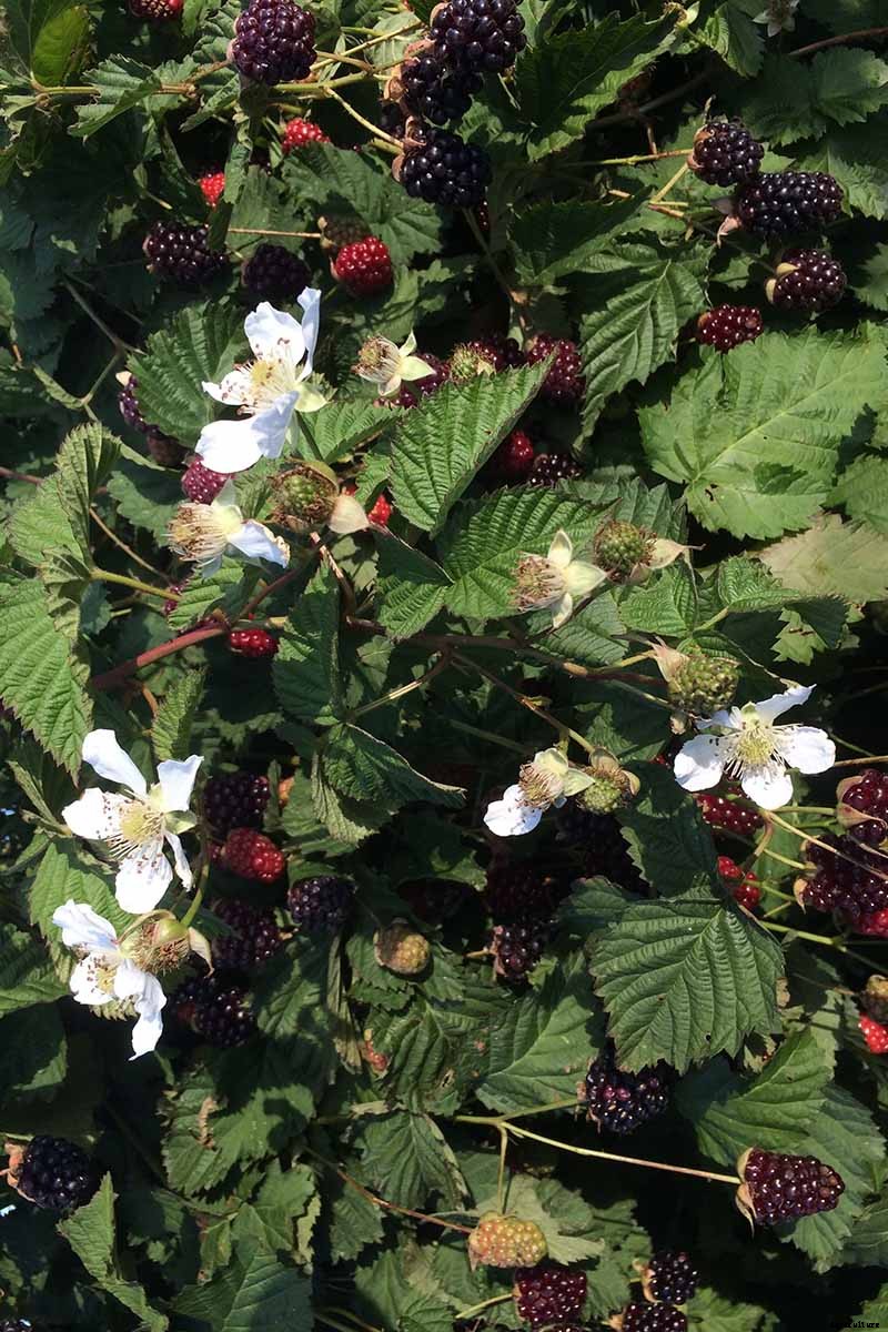 How to Grow and Care for Boysenberry Bushes