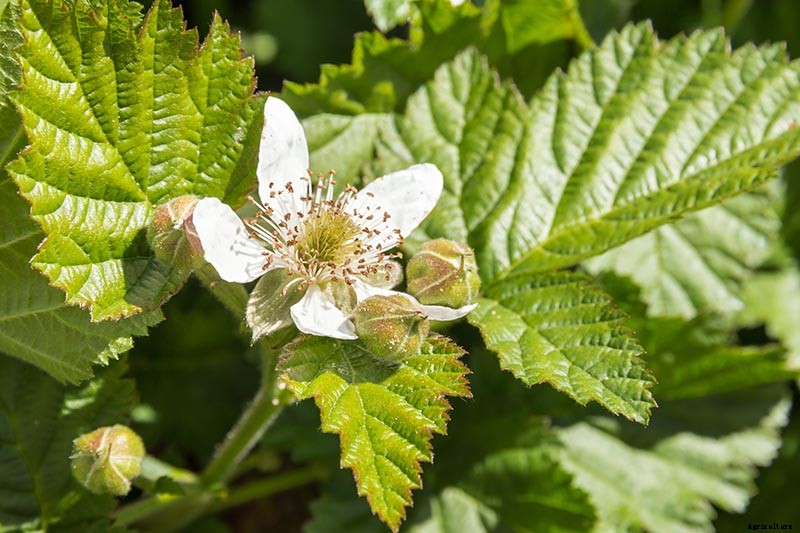 How to Grow and Care for Boysenberry Bushes