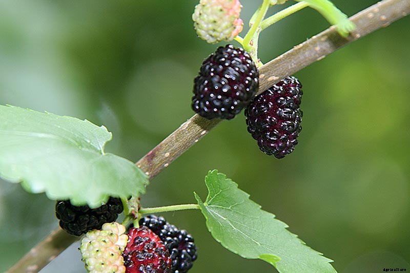 How to Grow and Care for Boysenberry Bushes