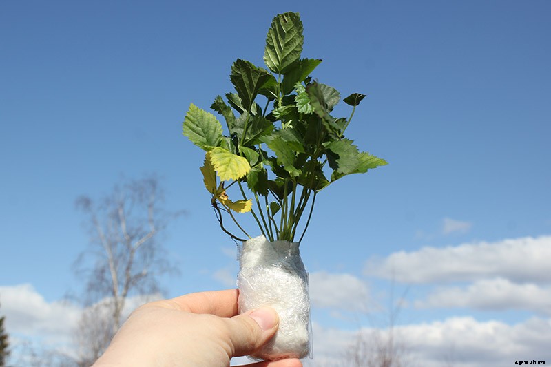 How to Grow and Care for Boysenberry Bushes