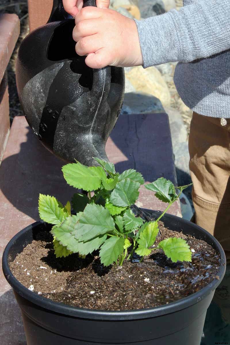How to Grow and Care for Boysenberry Bushes