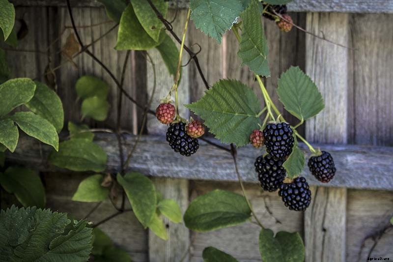 How to Grow and Care for Boysenberry Bushes