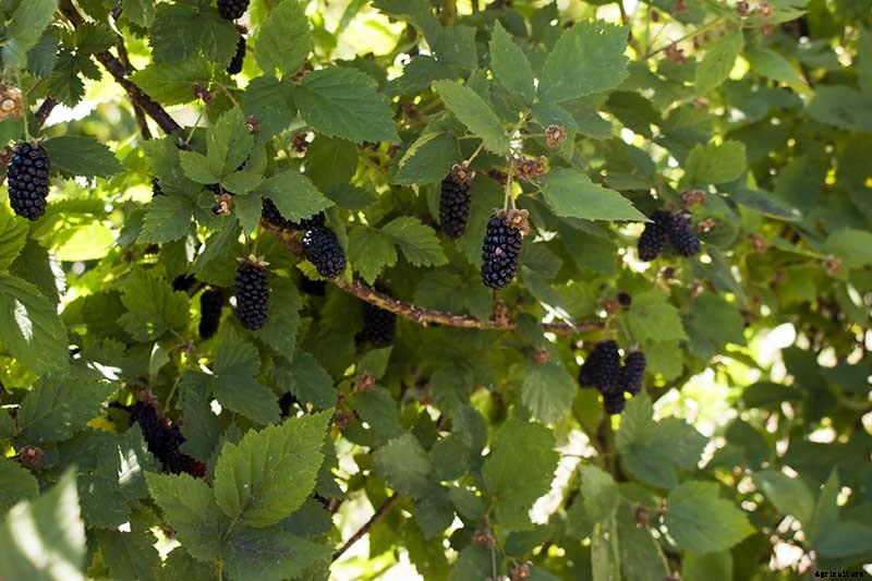 How to Grow and Care for Boysenberry Bushes
