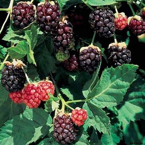 How to Grow and Care for Boysenberry Bushes
