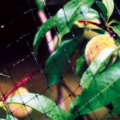 How to Grow and Care for Boysenberry Bushes