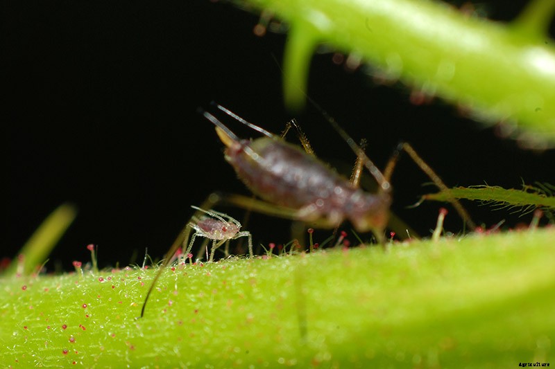 How to Grow and Care for Boysenberry Bushes