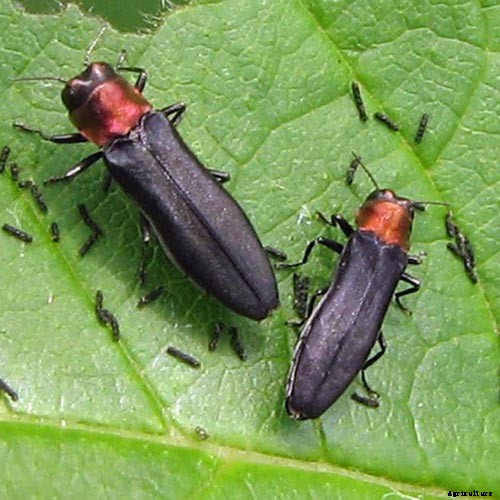 How to Grow and Care for Boysenberry Bushes