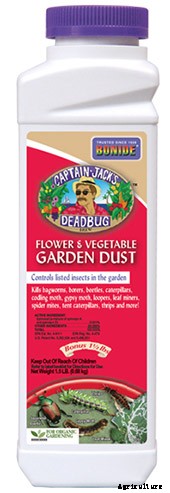 How to Grow and Care for Boysenberry Bushes