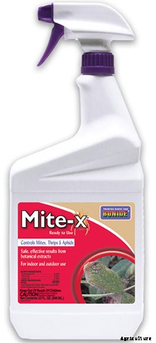 How to Grow and Care for Boysenberry Bushes