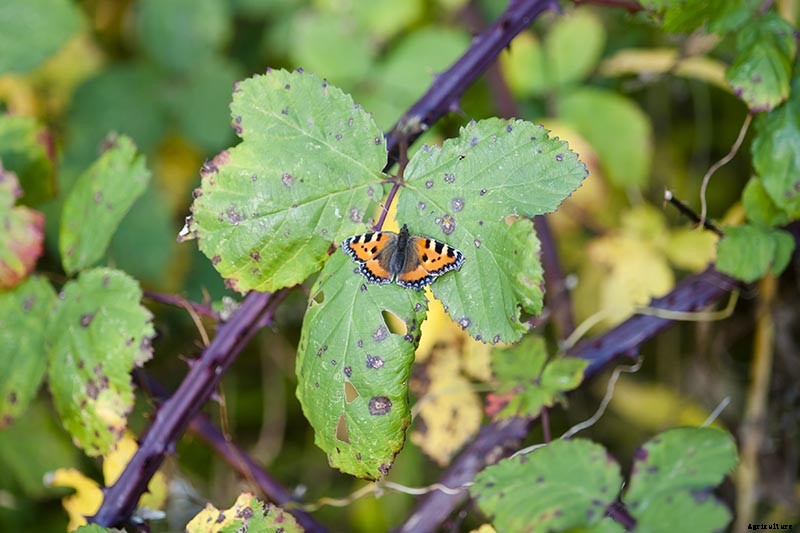 How to Grow and Care for Boysenberry Bushes