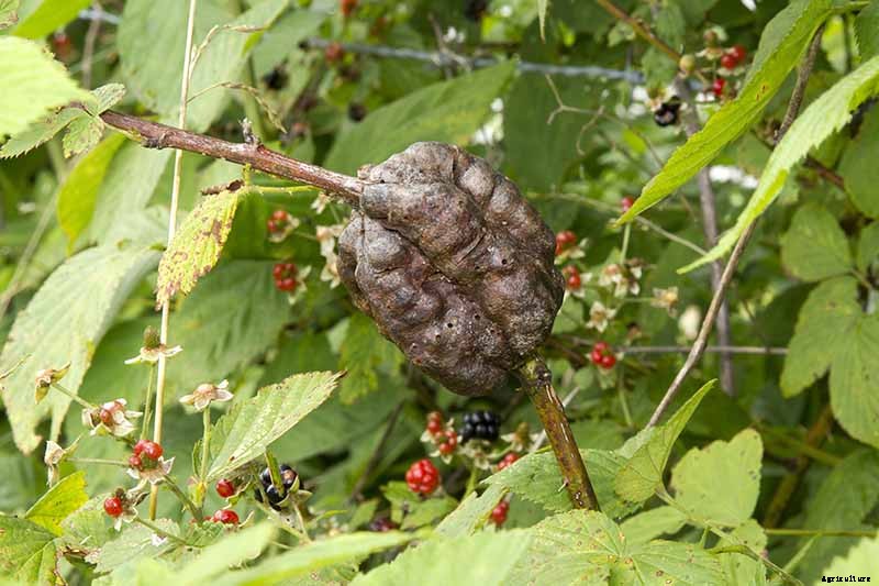 How to Grow and Care for Boysenberry Bushes