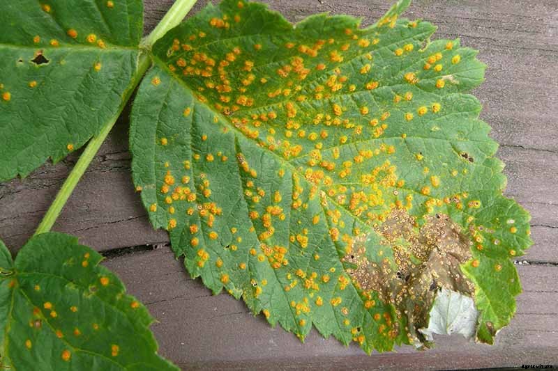 How to Grow and Care for Boysenberry Bushes