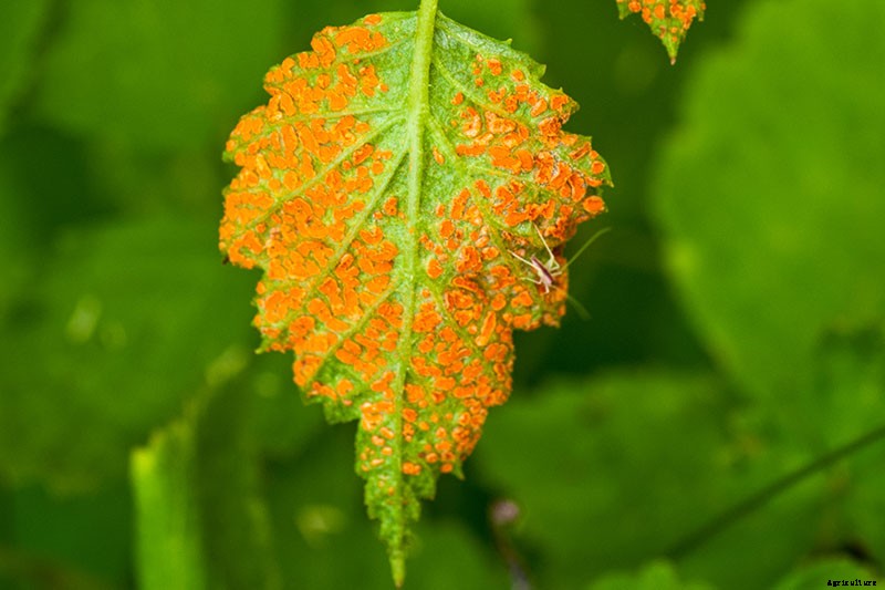 How to Grow and Care for Boysenberry Bushes