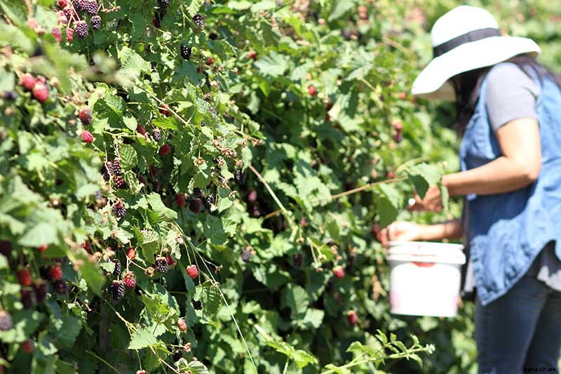 How to Grow and Care for Boysenberry Bushes