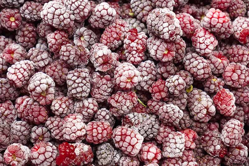 How to Grow and Care for Boysenberry Bushes