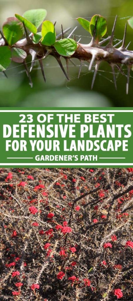 23 of the Best Defensive Plants for Your Landscape