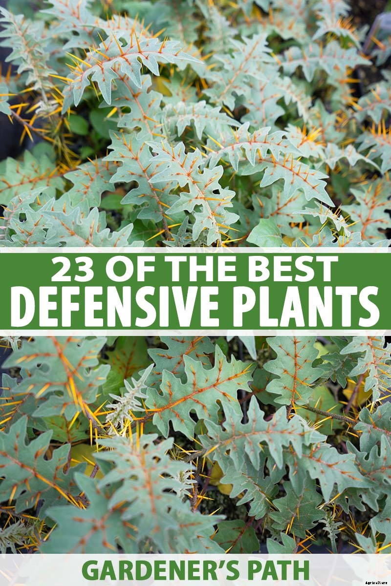 23 of the Best Defensive Plants for Your Landscape