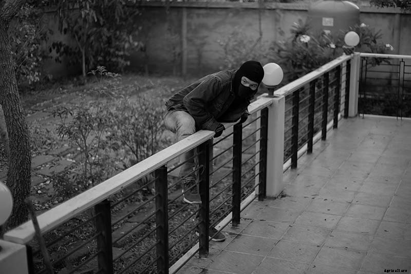 23 of the Best Defensive Plants for Your Landscape