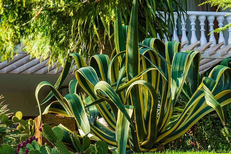 23 of the Best Defensive Plants for Your Landscape