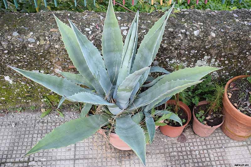 23 of the Best Defensive Plants for Your Landscape