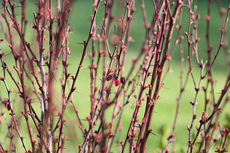 23 of the Best Defensive Plants for Your Landscape